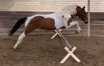 D pony dit weekend ophalen €3500, Dieren en Toebehoren, Paarden, Zadelmak, Recreatiepaard, Gechipt, Minder dan 160 cm