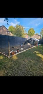 Alles samen in één keer te koop! Kippen-kippenren-kippenhok, Ophalen