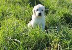 Golden retriever pups, CDV (hondenziekte), Meerdere, Golden retriever, 8 tot 15 weken
