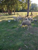Enkele melkschapen te koop, Meerdere dieren, Schaap, 0 tot 2 jaar