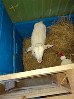 Mooi papfles  melk geiten lammetje