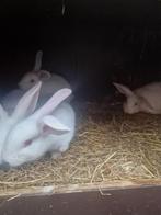 konijn, Dieren en Toebehoren, Konijnen, Vrouwelijk, Groot, 0 tot 2 jaar