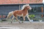 Mooie haflinger merrie, Dieren en Toebehoren, Pony's, Merrie, Gechipt, 3 tot 6 jaar, Onbeleerd