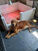golden retriever, Dieren en Toebehoren, Honden | Retrievers, Spaniëls en Waterhonden, Golden retriever, België, Fokker | Hobbymatig