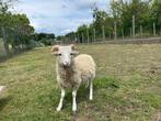 raszuivere ouessant bokjes, Dieren en Toebehoren