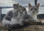 Prachtige Maine coon kater met stamboom, Dieren en Toebehoren, Katten en Kittens | Raskatten | Langhaar, Kater, Gechipt, 0 tot 2 jaar