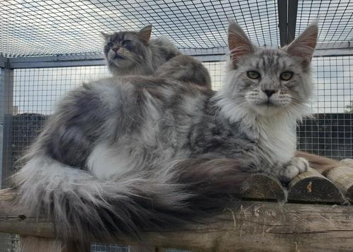 Prachtige Maine coon kater met stamboom, Dieren en Toebehoren, Katten en Kittens | Raskatten | Langhaar, Kater, 0 tot 2 jaar, Met stamboom