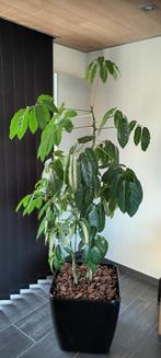 KAMERPLANT SCHEFFLERA, Ophalen