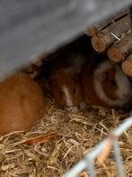 Verschillende lieve zeugjes en beertjes zoeken goede thuis, Dieren en Toebehoren, Cavia, Meerdere dieren, Tam, Oktober