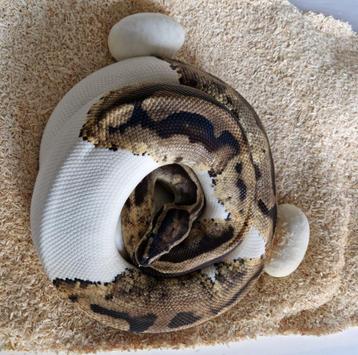 Volwassen Pied koningspython vrouw beschikbaar voor biedingen