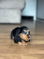 Langhaar dwerg kaninchen teckel pup,in huis grootgebracht !, Dieren en Toebehoren, Honden | Teckels en Dashonden, België, Fokker | Hobbymatig