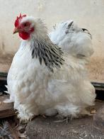 Cochin kriel, Dieren en Toebehoren, Pluimvee