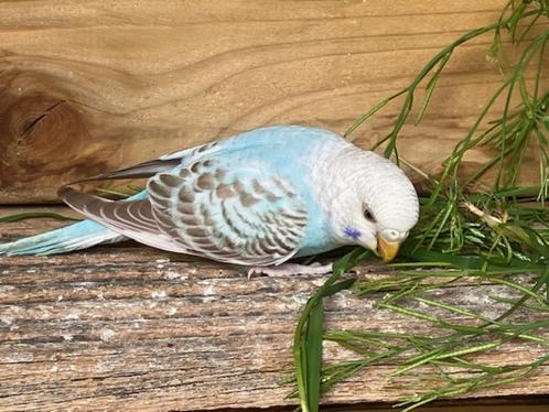 Grasparkiet jonge pop, Dieren en Toebehoren, Vogels | Parkieten en Papegaaien, Parkiet, Vrouwelijk