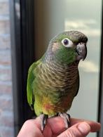 Baby Pyrrhura's 8 weken oud, Dieren en Toebehoren, Vogels | Parkieten en Papegaaien, Meerdere dieren, Papegaai, Geringd