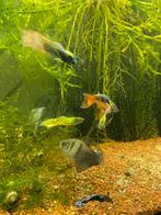 Endler guppy’s trio mannelijke tijger endlers long Fin, Dieren en Toebehoren, Vissen | Aquariumvissen