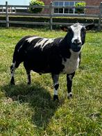 Dekbokken baggerbont, Dieren en Toebehoren, Schapen, Geiten en Varkens, Mannelijk, Schaap, 0 tot 2 jaar