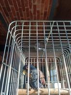 Ailier en bronze Pionus man 2015, Animaux & Accessoires, Mâle, Perroquet, Domestique