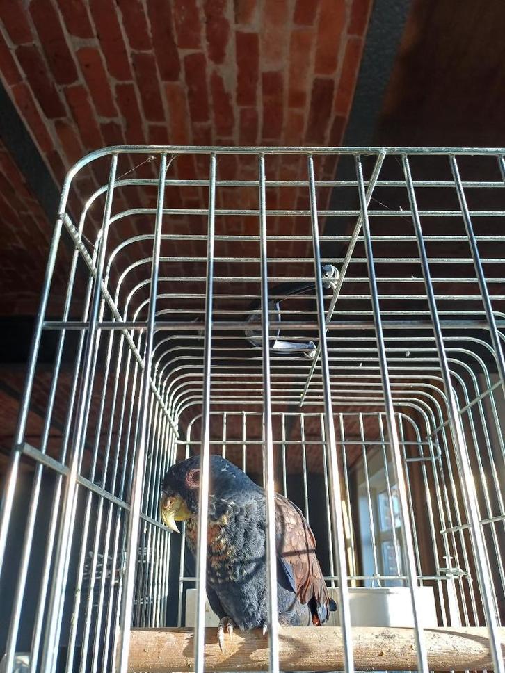 Ailier en bronze Pionus man 2015, Animaux & Accessoires, Oiseaux | Perruches & Perroquets, Perroquet, Mâle, Domestique, Bagué