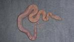 BCI Albino IMG man boa constrictor, Dieren en Toebehoren, Reptielen en Amfibieën, Slang, Tam, 0 tot 2 jaar