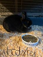 Konijnen, Femelle, Petit, 0 à 2 ans