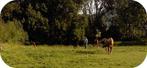 Pension cheval pour l'hiver, Dieren en Toebehoren, Weidegang, 1 paard of pony