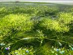 Aquariumplant drijfmos mos zuurstofplanten waterpest, Ophalen, Plant(en), Steen of Hout