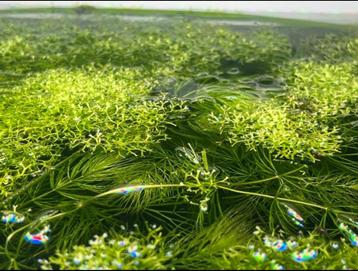 Aquariumplant drijfmos mos zuurstofplanten waterpest beschikbaar voor biedingen