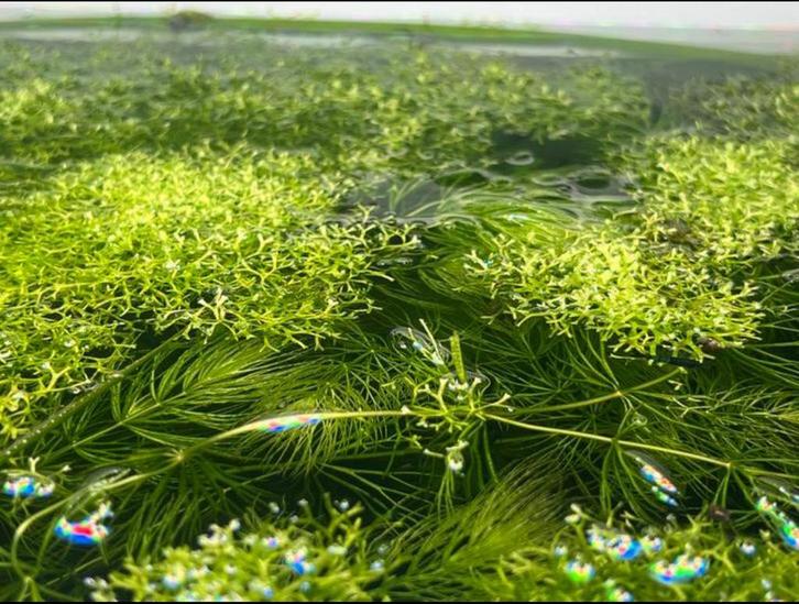 Aquariumplant drijfmos mos Limnophila waterpest, Dieren en Toebehoren, Vissen | Aquaria en Toebehoren, Plant(en), Steen of Hout