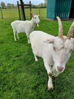 Witte geiten, Animaux & Accessoires, Moutons, Chèvres & Cochons, Femelle, Chèvre, 3 à 5 ans