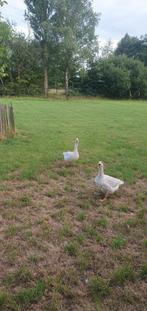 Frankische landgans, Mannelijk, Gans of Zwaan