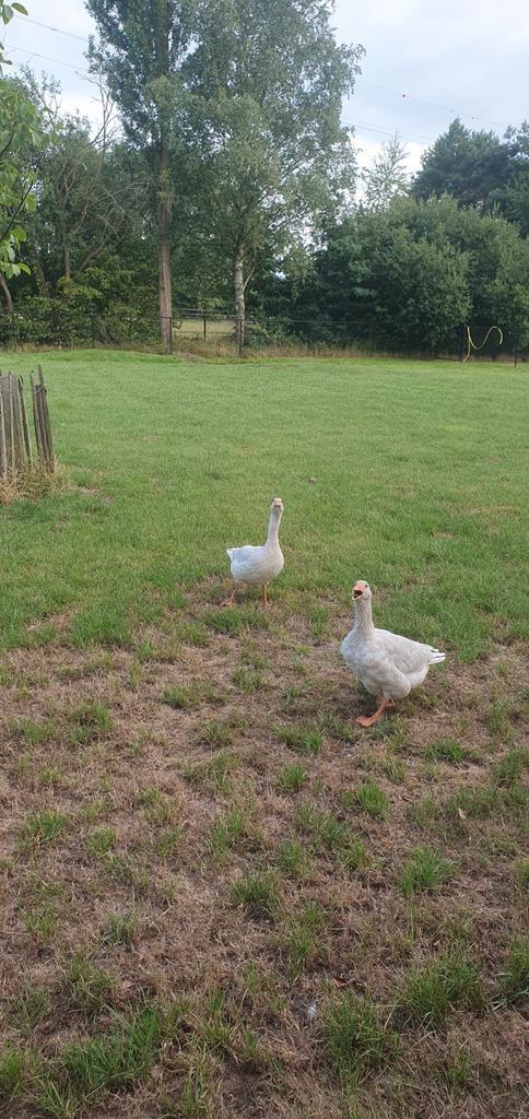 Frankische landgans, Dieren en Toebehoren, Pluimvee, Gans of Zwaan, Mannelijk