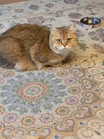 Brits kortharen black golden chinchilla, Dieren en Toebehoren, Katten en Kittens | Raskatten | Korthaar, Meerdere dieren, Met stamboom