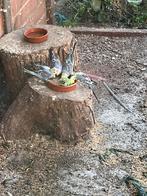 Gezonde Grasparkieten, Dieren en Toebehoren, Meerdere dieren, Parkiet