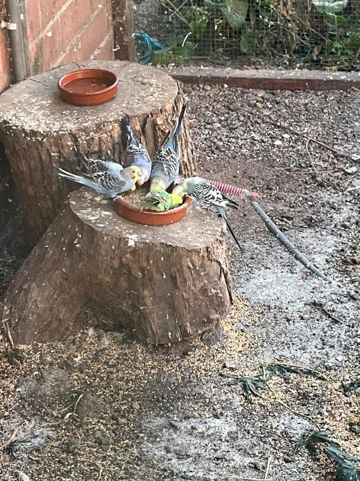 Gezonde Grasparkieten, Dieren en Toebehoren, Vogels | Parkieten en Papegaaien, Parkiet, Meerdere dieren