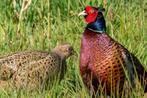 Bos fazant eieren, Dieren en Toebehoren, Pluimvee