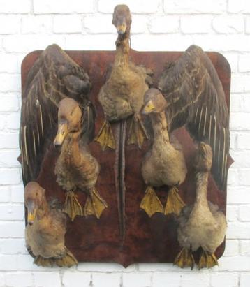antieke taxidermie VIJF eenden ganzen op muurplaat