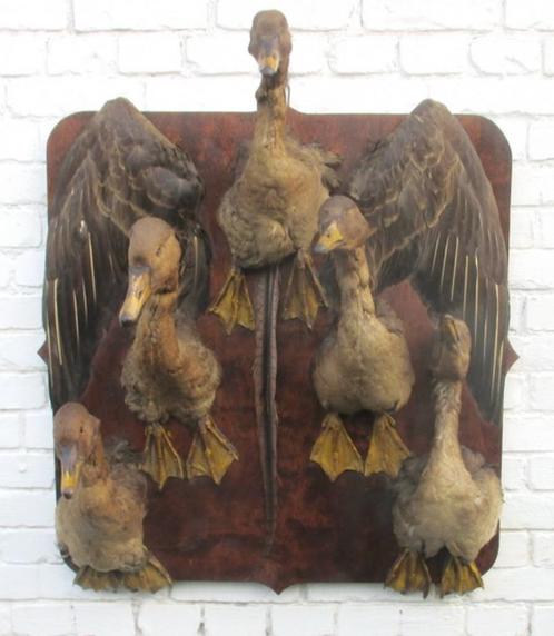 antieke taxidermie VIJF eenden ganzen op muurplaat, Antiek en Kunst, Curiosa en Brocante, Ophalen