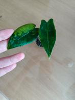 Alocasia Zebrina Variegata, Huis en Inrichting, Kamerplanten, Ophalen of Verzenden