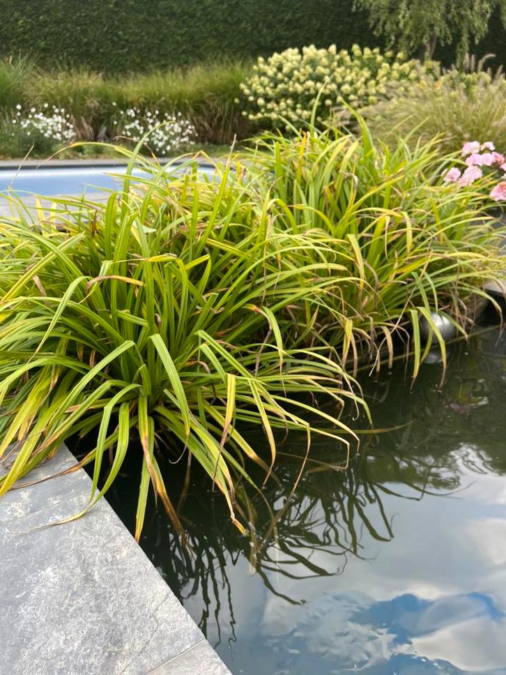 Vijverplanten Carex Pendula in drijvende eilandjes, Tuin en Terras, Planten | Tuinplanten, Vijverplanten, Ophalen