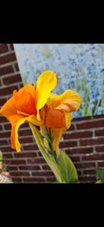 Canna Two Tone Tiger Thai, Tuin en Terras, Ophalen of Verzenden
