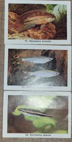 3 fotoprentjes reeks Exotische vissen (Milou Bubble Gum), Collections, Utilisé, Enlèvement ou Envoi, Gravure, Animal