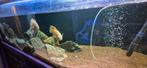 Aquarium 2meter te koop zonder vissen en kast., Dieren en Toebehoren, Ophalen