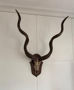 Grand crâne de Koudou ancien avec cornes en spirale, Enlèvement, Bois ou Tête