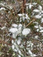Vlinderstruik, Tuin en Terras, Planten | Bomen, Ophalen, Zomer