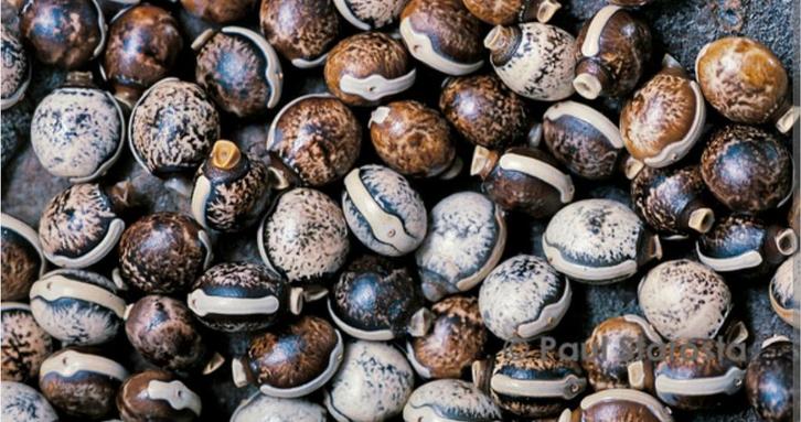 Oeufs de phasmes scorpion, Animaux & Accessoires, Reptiles & Amphibiens | Accessoires, Comme neuf, Enlèvement