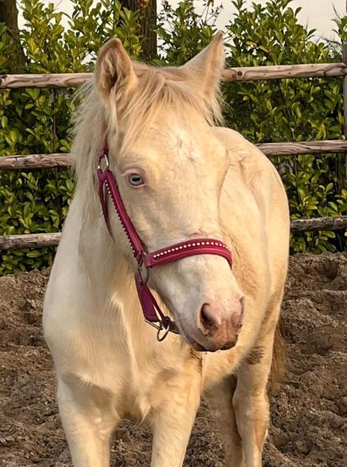Connemara D pony jaarling cremello, Dieren en Toebehoren, Pony's, Ontwormd
