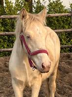 Connemara D pony jaarling cremello, Ontwormd