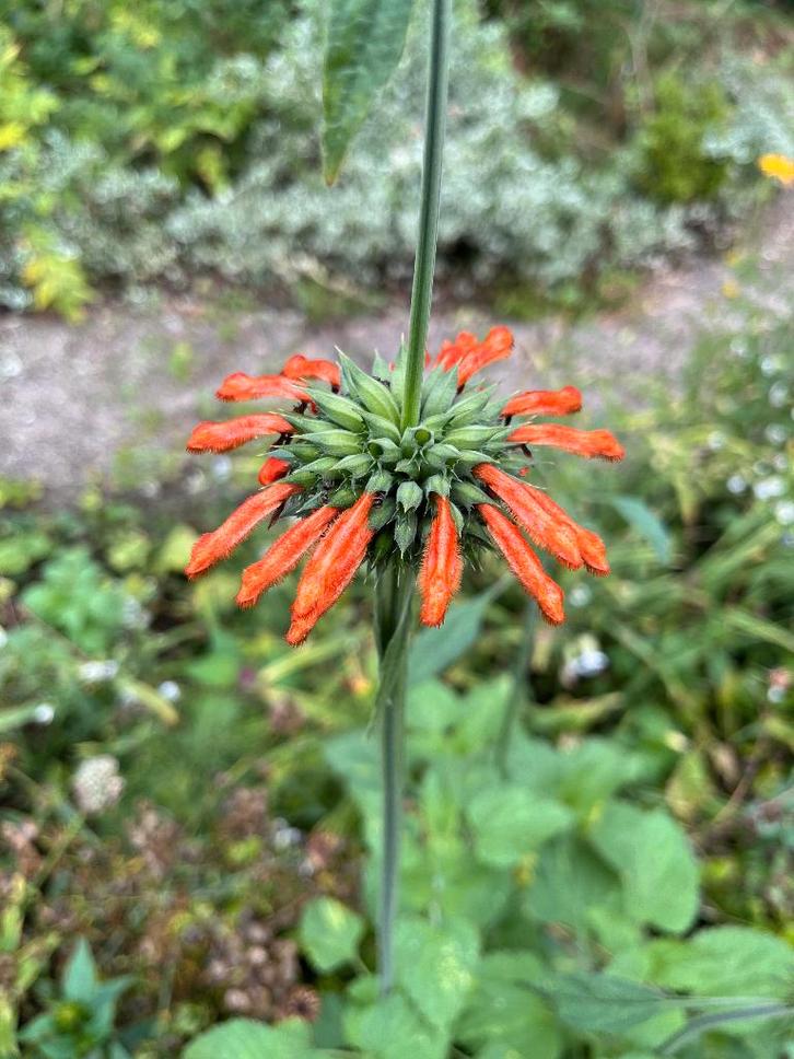 Bloemenzaden van speciale planten, Jardin & Terrasse, Plantes | Jardin, Annuelle, Été, Enlèvement ou Envoi