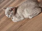 Brits shorthair katertje beschikbaar in de kleur fawn, Dieren en Toebehoren, Katten en Kittens | Raskatten | Korthaar, Kater, Gechipt