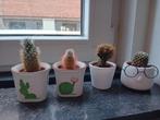 Verschillende cactussen in bloempotten., Ophalen